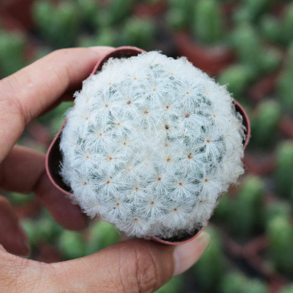Feather Cactus, 3-4cm