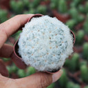Feather Cactus, 3-4cm