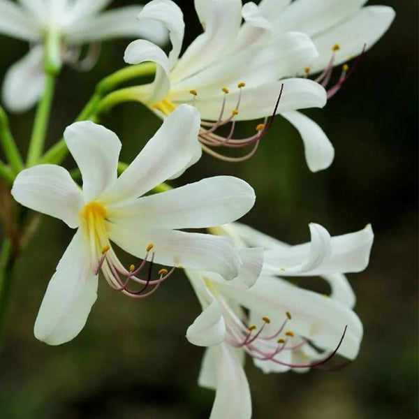 Long-Tube Lycoris, 1 Bulb