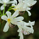 Long-Tube Lycoris, 1 Bulb