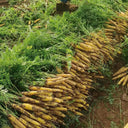 Dutch Yellowstone Carrot Seeds, 1g