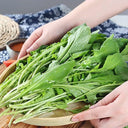 Organic Large-Leaf Arugula Seeds