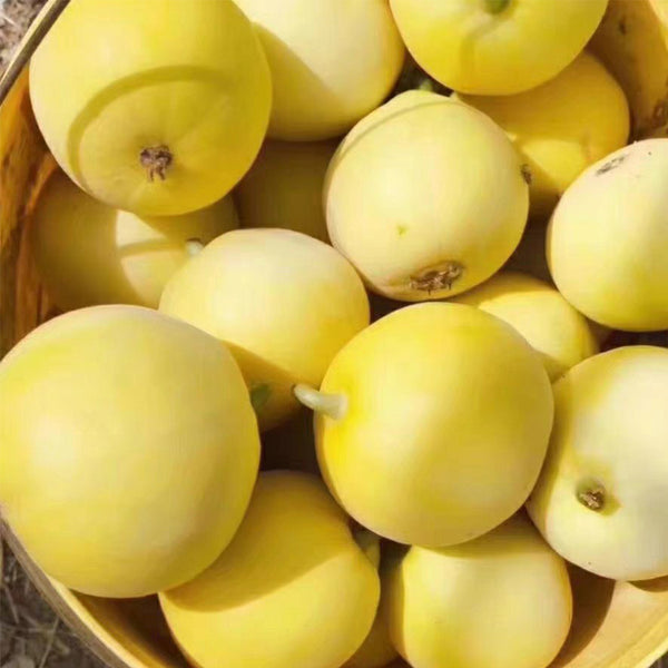 Pale Yellow Crispy Melon Seeds, ~100 Seeds