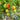 291 California Tulip Tomato, 5 Seeds