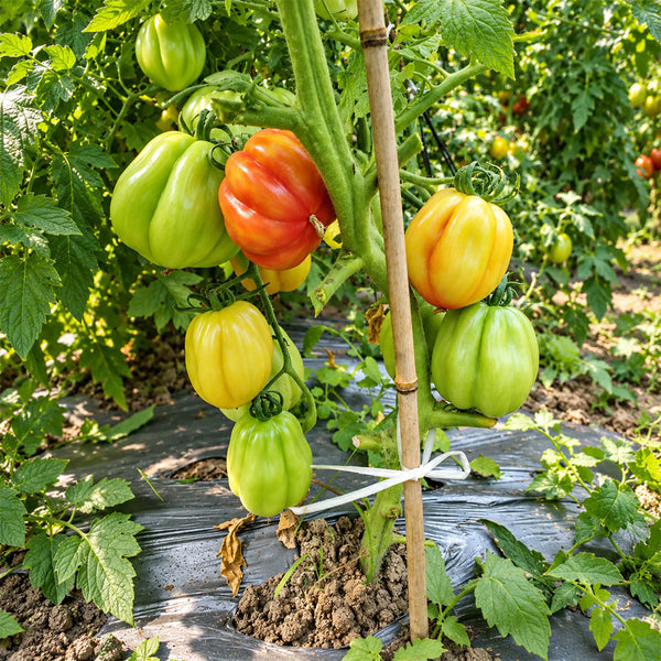 291 California Tulip Tomato, 5 Seeds