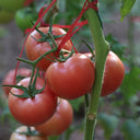 Pink Emperor Tomato Seeds, 1000 Seeds