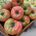 'Dongfanghong' Tomato Seeds, 10 Seeds