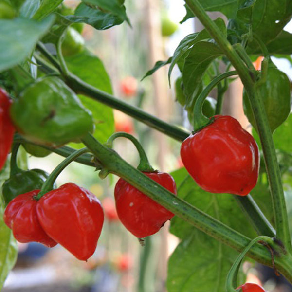 Red Habanero Pepper, 20 ~ 30 Seeds
