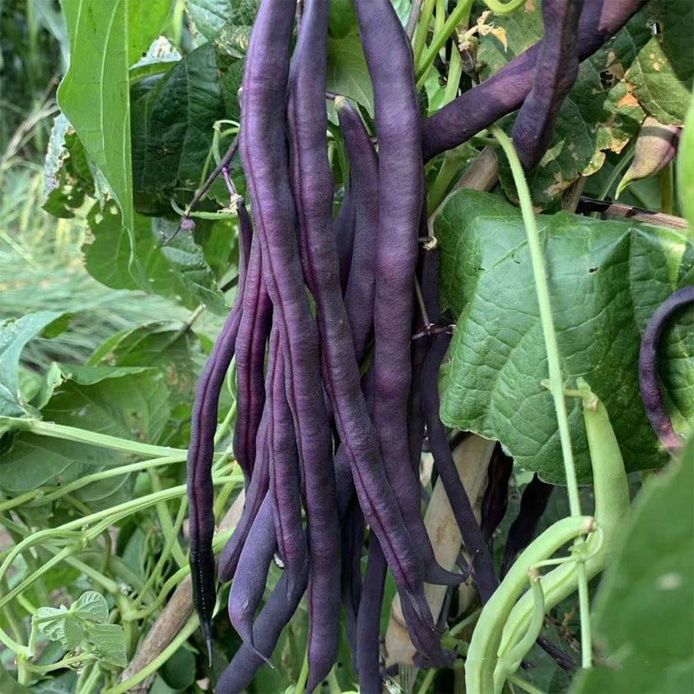 Fall Purple Kidney Bean Seeds, 10g Per Bag