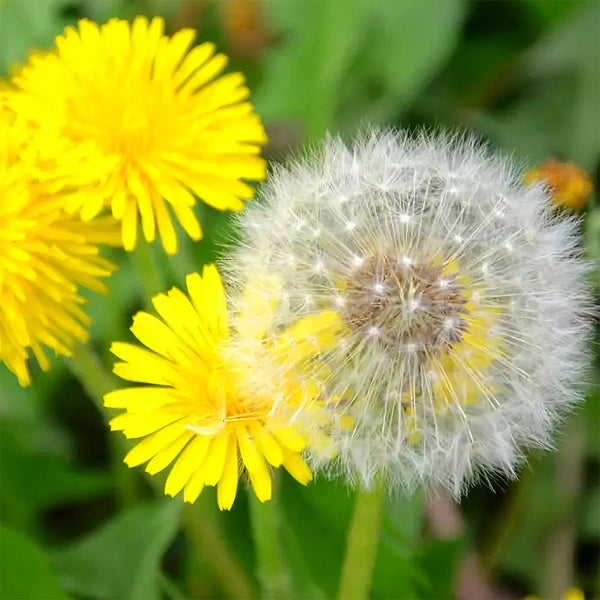 Yellow Dandelion Seeds