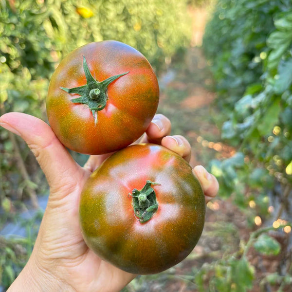 Super Sweet Sandy Strawberry Tomato, 100 Seeds