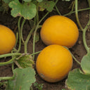 Jinxiangyu Muskmelon Seeds, 50 Seeds