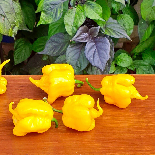 Yellow Carolina Reaper Pepper, 5 Seeds