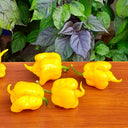 Yellow Carolina Reaper Pepper, 5 Seeds