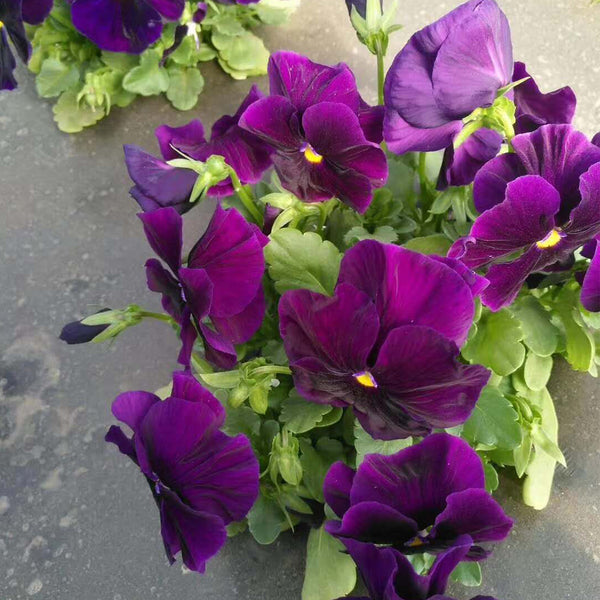 Super Bingo Series Purple Pansy Seeds, 100 Seeds