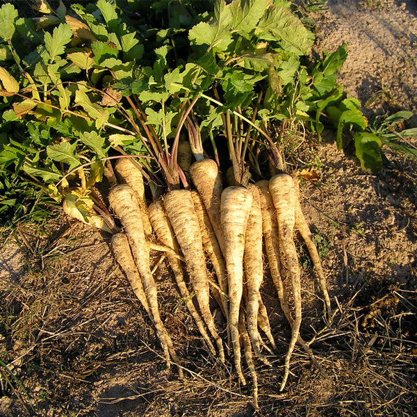 Parsnip, 200 Seeds