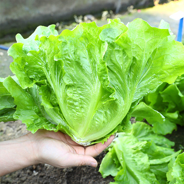 Italian Lettuce Seeds, 10g