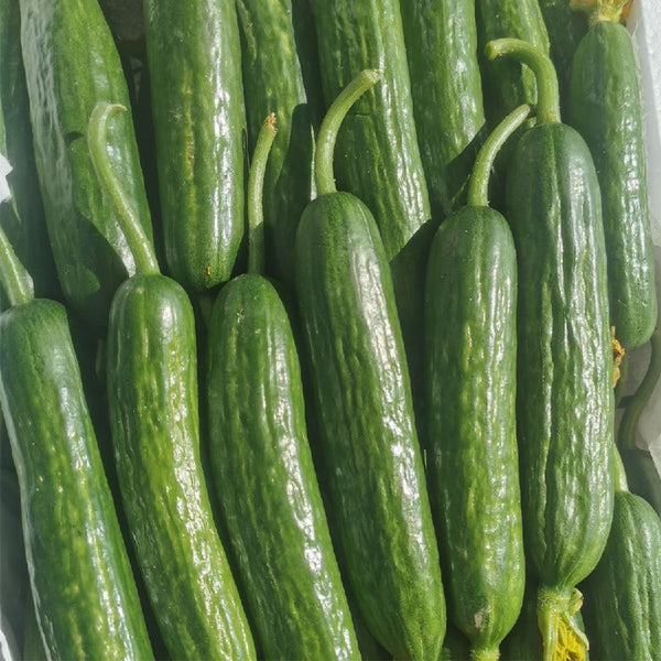 'Hemei 198' Mini Cucumber, 50 Seeds