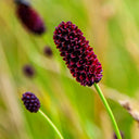 Great Burnet, 50 Seeds