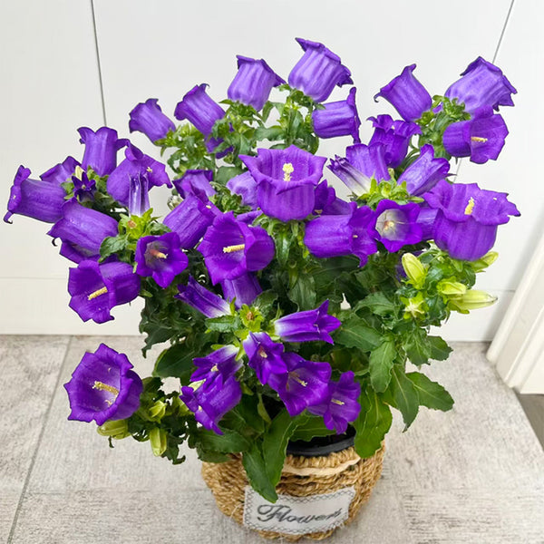 Hezhichun Mixed Color Canterbury Bells Seeds, 1g