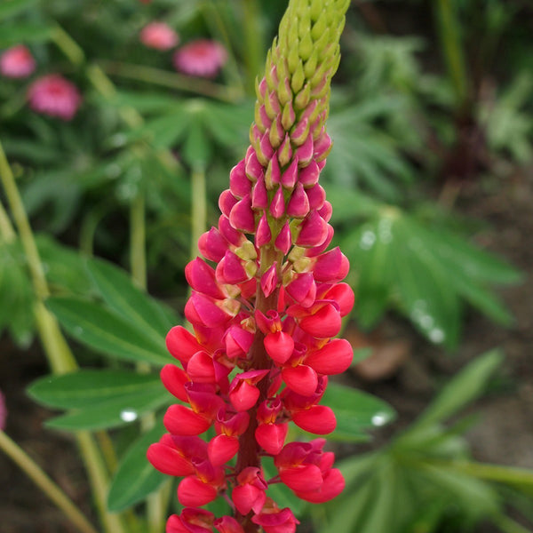 Red Lupin, 100 Seeds