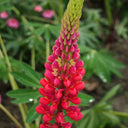 Red Lupin, 100 Seeds