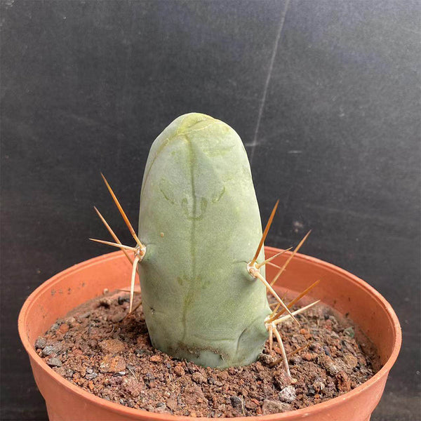 Echinopsis lageniformis f. monstruosa, 6-7cm