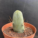 Echinopsis lageniformis f. monstruosa, 6-7cm