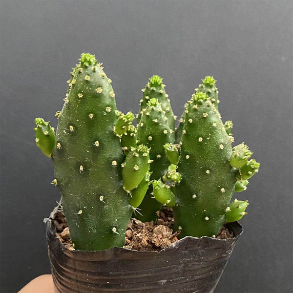3Pcs Cylindropuntia leptocaulis, 3-4cm