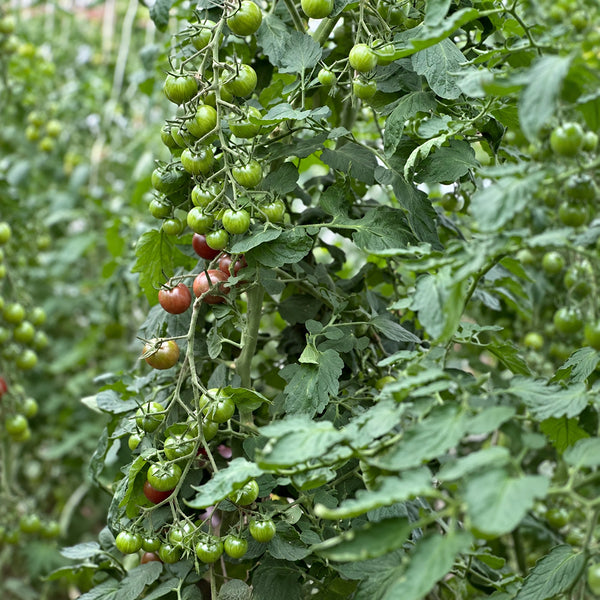 561 Morgan Love Tomato, 5 Seeds