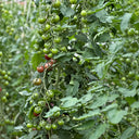 561 Morgan Love Tomato, 5 Seeds