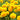 Large-Flowered Tickseed, 200 Seeds