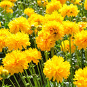 Large-Flowered Tickseed, 200 Seeds