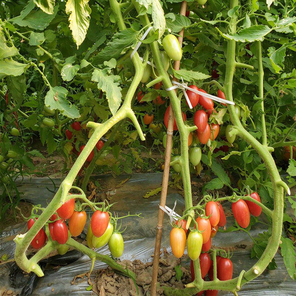 52 Cherry Pink Cat Tomato, 5 Seeds