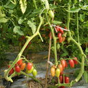 52 Cherry Pink Cat Tomato, 5 Seeds