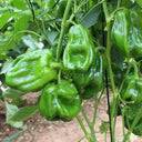 Spicy No.1 Chili Pepper Seeds, 100 Seeds