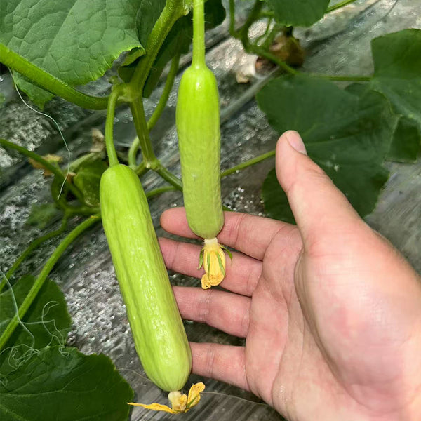 Cream No.3 Mini Cucumber Seeds, 10 Seeds