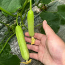 Cream No.3 Mini Cucumber Seeds, 10 Seeds