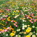 Tall Strawflower Mix, 100 Seeds