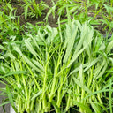 Meifeng No.1 Water Spinach Seeds, 20g