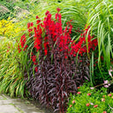 'Queen Victoria' Cardinal Flower, 10 Pelleted Seeds