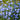 Coffee Chicory, 1000 Seeds