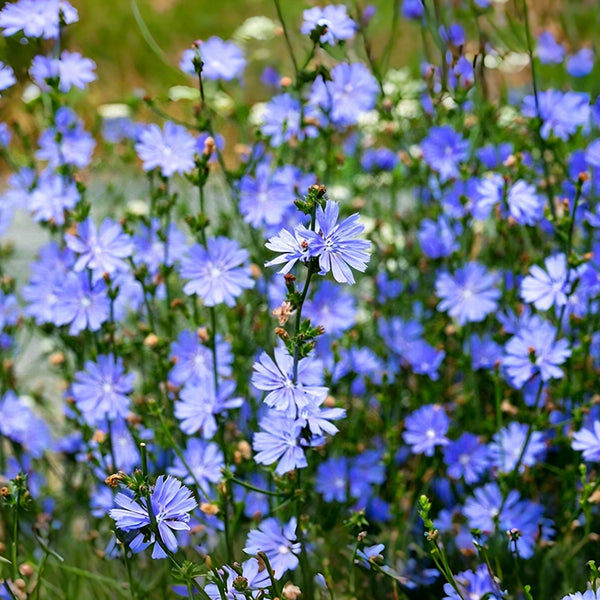 Coffee Chicory, 1000 Seeds