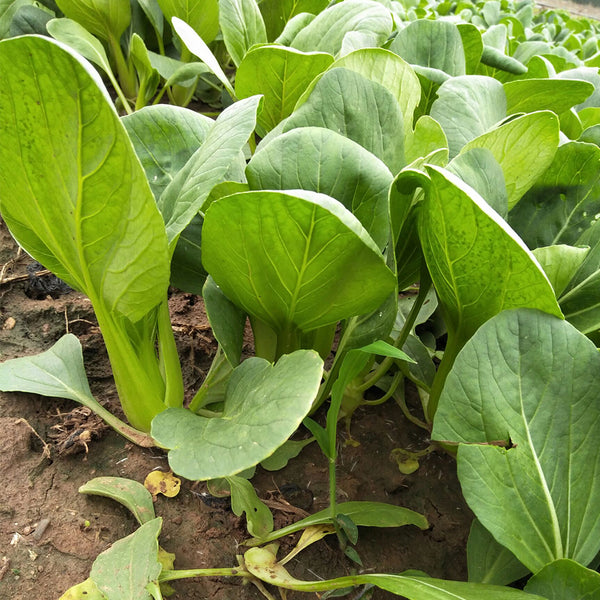 'Jinmei 22' Pak Choi Seeds, 10g