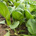 'Jinmei 22' Pak Choi Seeds, 10g