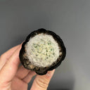 Feather Cactus, 3-4cm