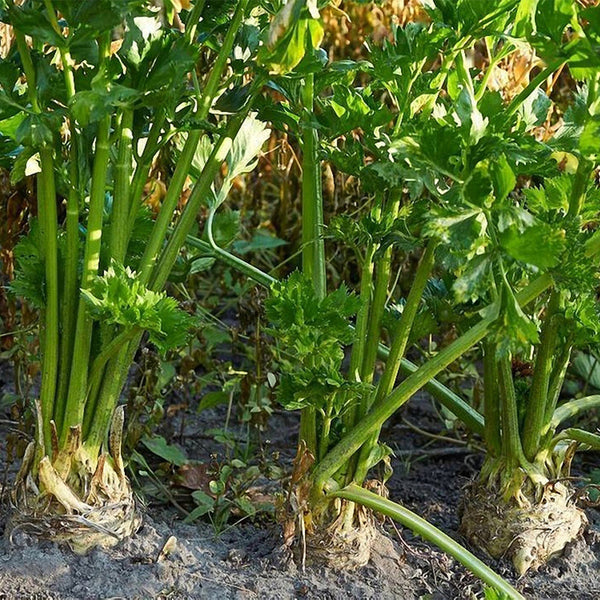 Celeriac 'Giant Prague' Seeds, 2000 Seeds