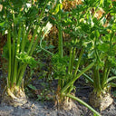 Celeriac 'Giant Prague' Seeds, 2000 Seeds