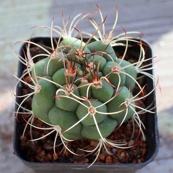 Gymnocalycium saglionis, 3-4cm