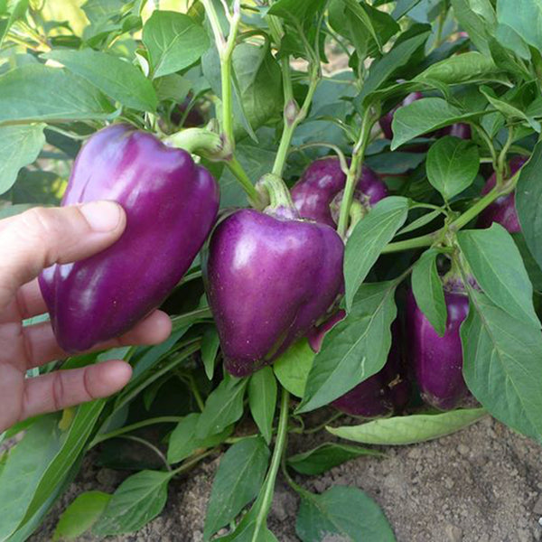 Violgo Sweet Pepper Seeds, 3 Seeds